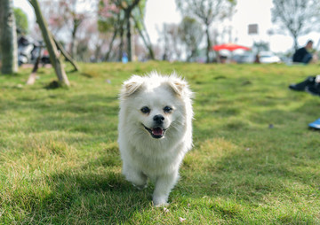 小白狗