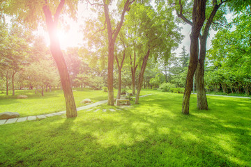 陽光樹林