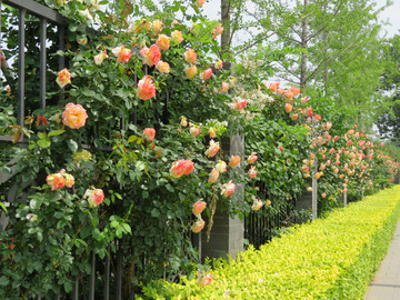 花墻