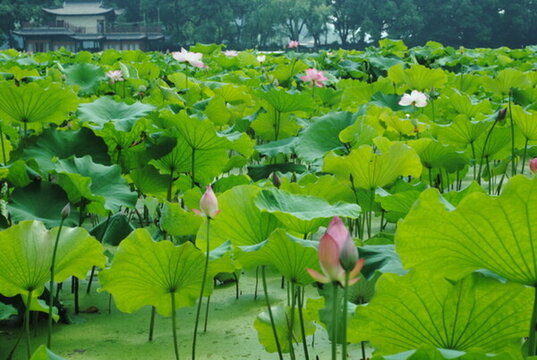 荷花池