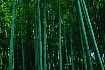 綠色竹林
