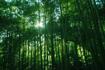 陽光竹林