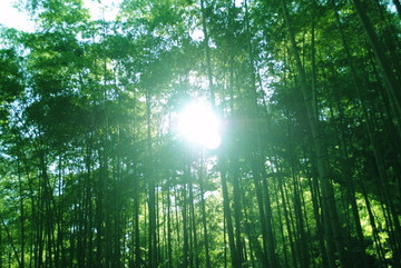 陽光竹林