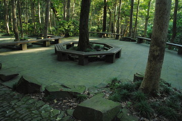 綠色竹林