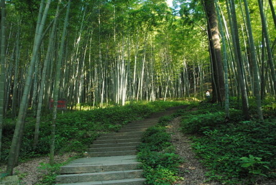 綠色竹林