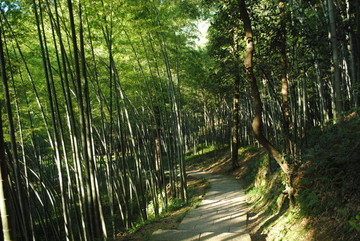 夏日竹林