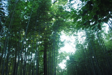 綠意竹林