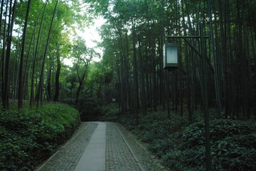 綠意竹林