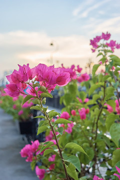 葉子花