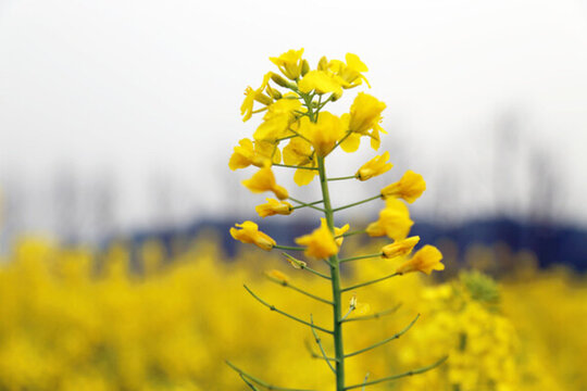 一枝油菜花