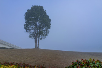 霧與樹