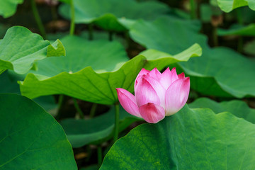 夏日荷花