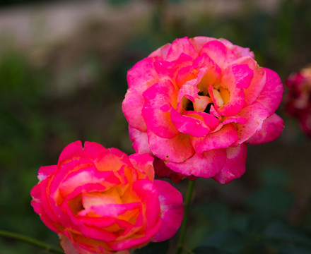 月季花