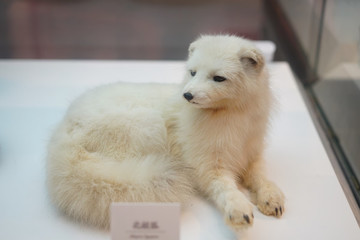 北極狐標(biāo)本