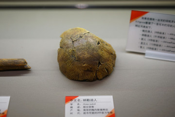 更新世早期納勒迪人頭蓋骨