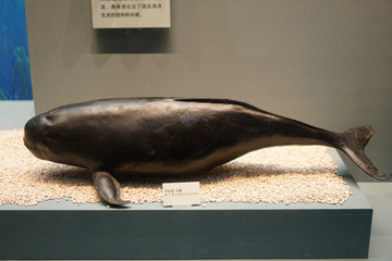 江豚標(biāo)本