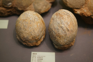 恐龍蛋化石