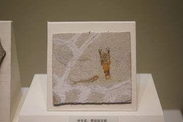 奇異環(huán)足蝦化石
