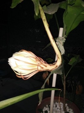 曇花