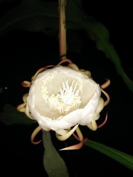 曇花