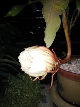 曇花