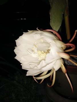 曇花