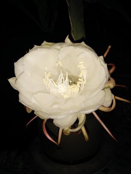 曇花