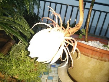 曇花