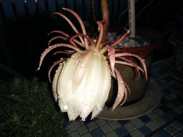 曇花