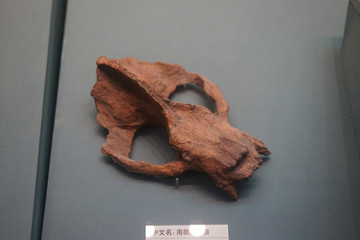 古新世中期南雄階齒獸頭骨