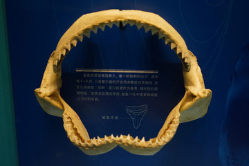 鯊魚牙齒