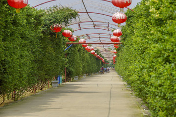 金銀花長廊