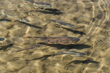 湟魚