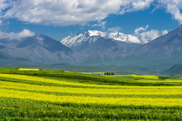 門源美景