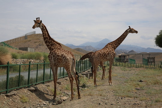 天山野生動(dòng)物園長(zhǎng)頸鹿