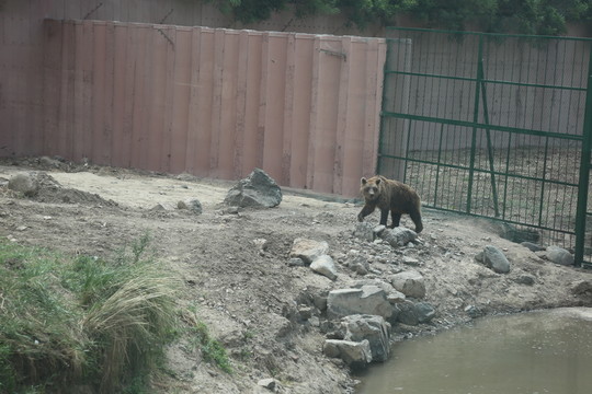 小棕熊