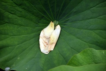 荷葉