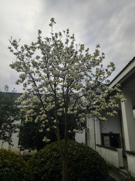 玉蘭花