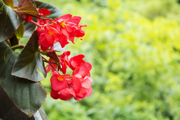 紅花特寫(xiě)