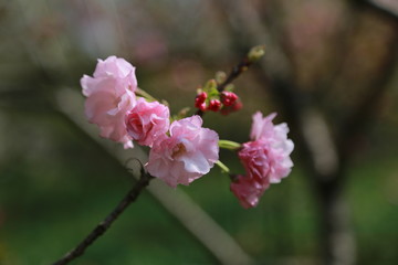 櫻花