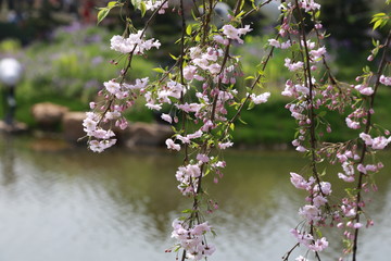 櫻花