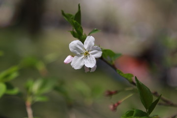 櫻花