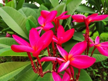紅花雞蛋花
