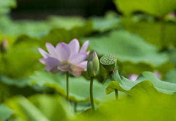 荷花