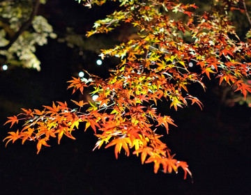 紅楓葉