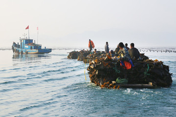 海帶豐收