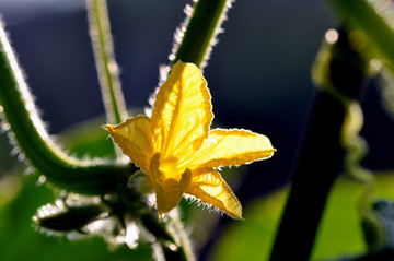 黃瓜花