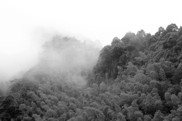 水墨竹林