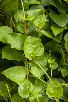 木耳菜