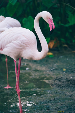 火烈鳥(niǎo)